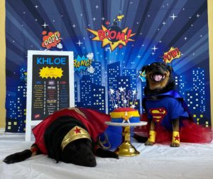 Dogs with Wonder Woman and Superman Costumes