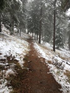 Scenic walk through Snowy Forest