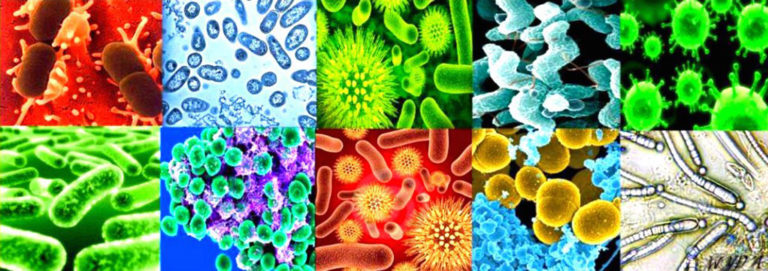 Microbiology Culture Media Banner 768x271