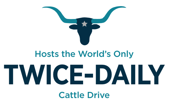 Twice Daily Cattle Drive
