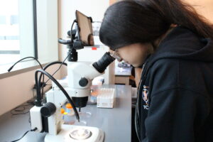A student looking into a microscope. 