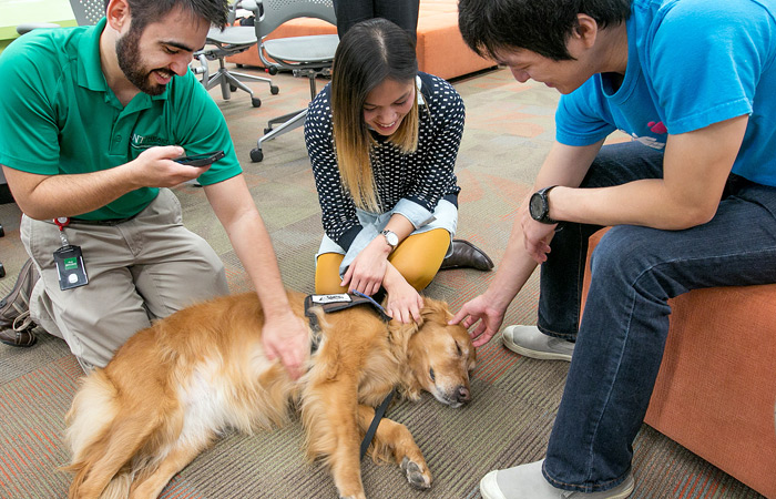 Therapy Dogs with Students