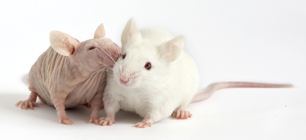 Dos ratones, uno desnudo (nude mouse) y otro normal (Mus musculus).