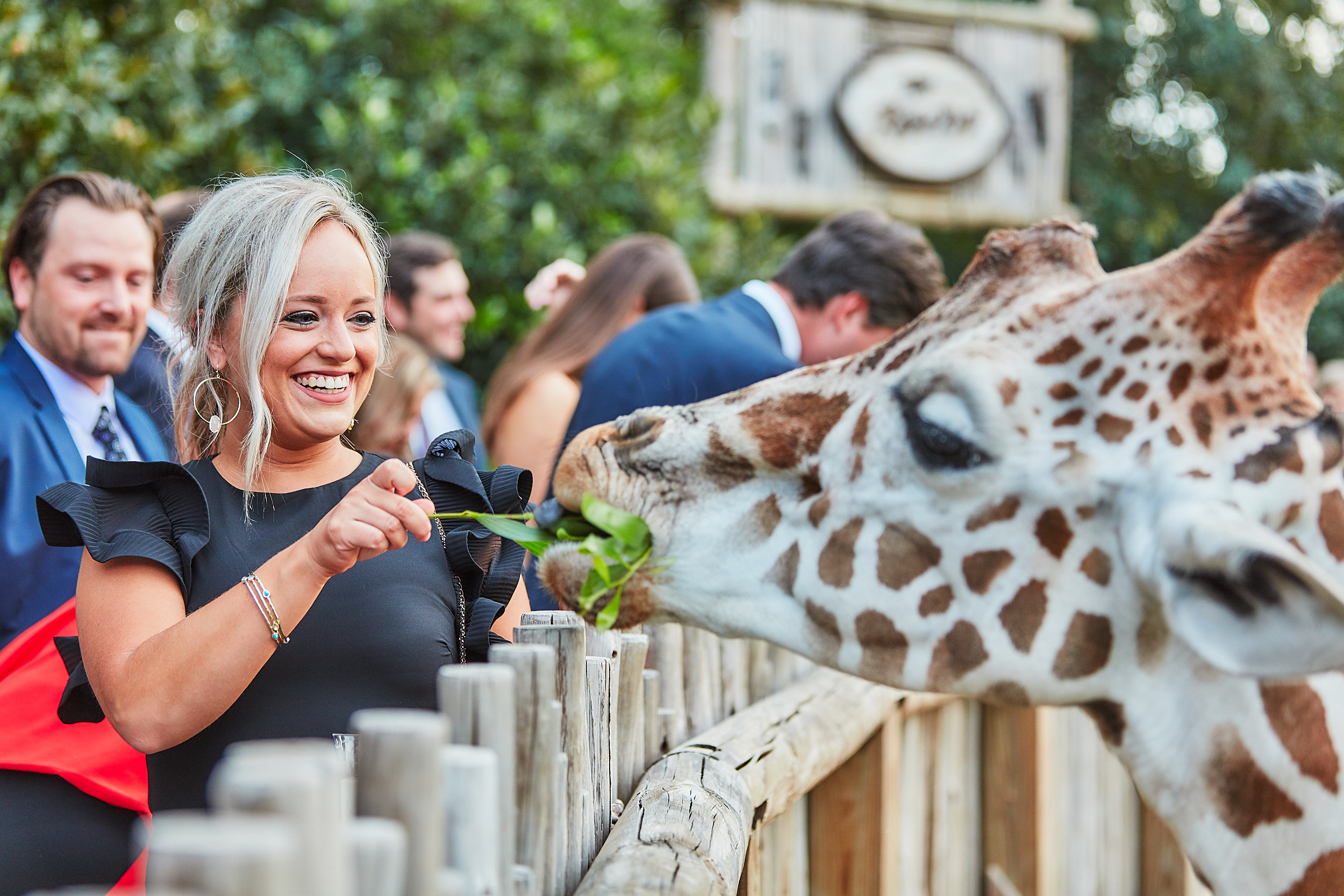 Fort Worth Zoo Giraffe Feeding