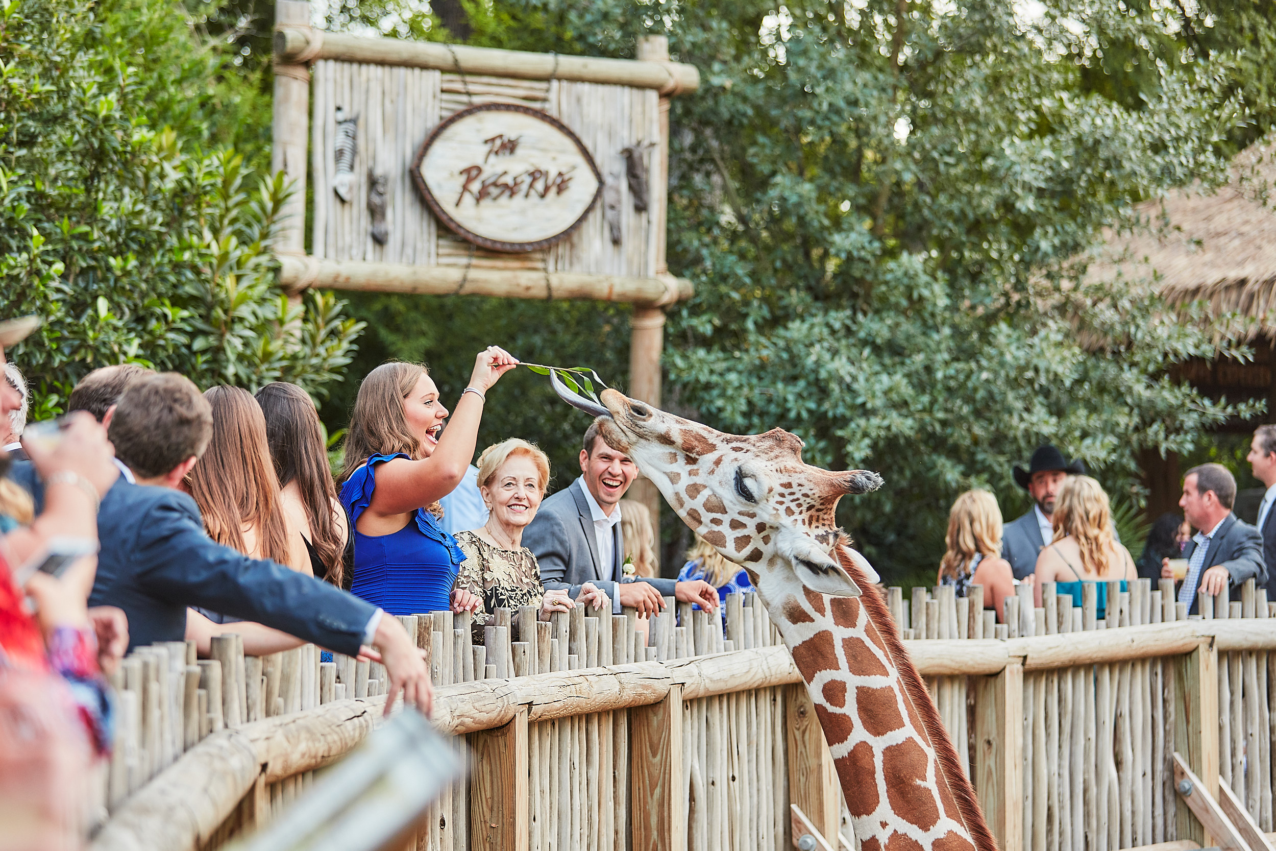 Giraffe Feeding at Fort Worth Zoo