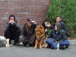 Homeless Dogs