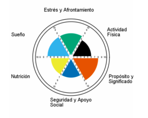 Spanish Wellness Wheel 1